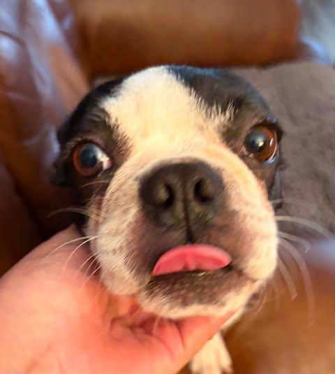 Enlarge Ellie, a ADOPTABLE Boston Terrier in Glocester, RI image 2/6