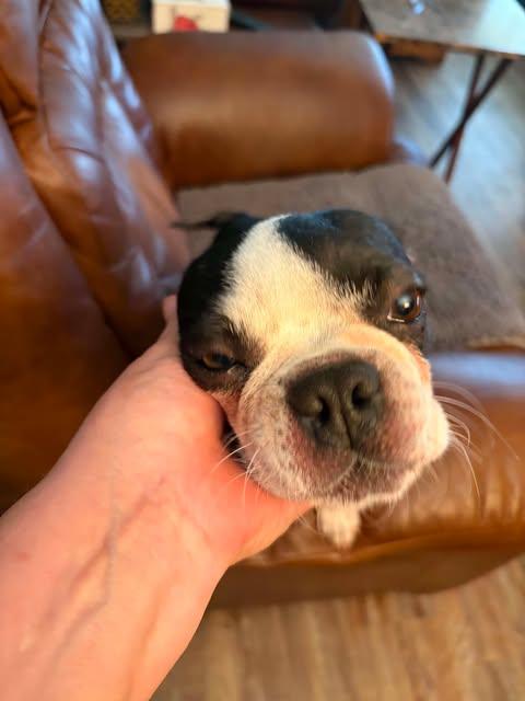 Enlarge Ellie, a ADOPTABLE Boston Terrier in Glocester, RI image 4/6