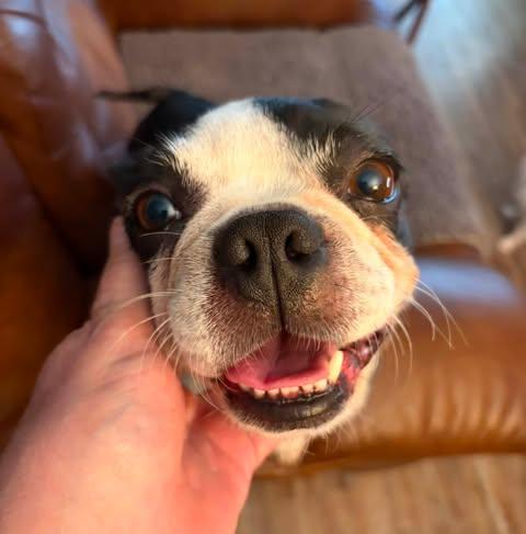 Enlarge Ellie, a ADOPTABLE Boston Terrier in Glocester, RI image 3/6