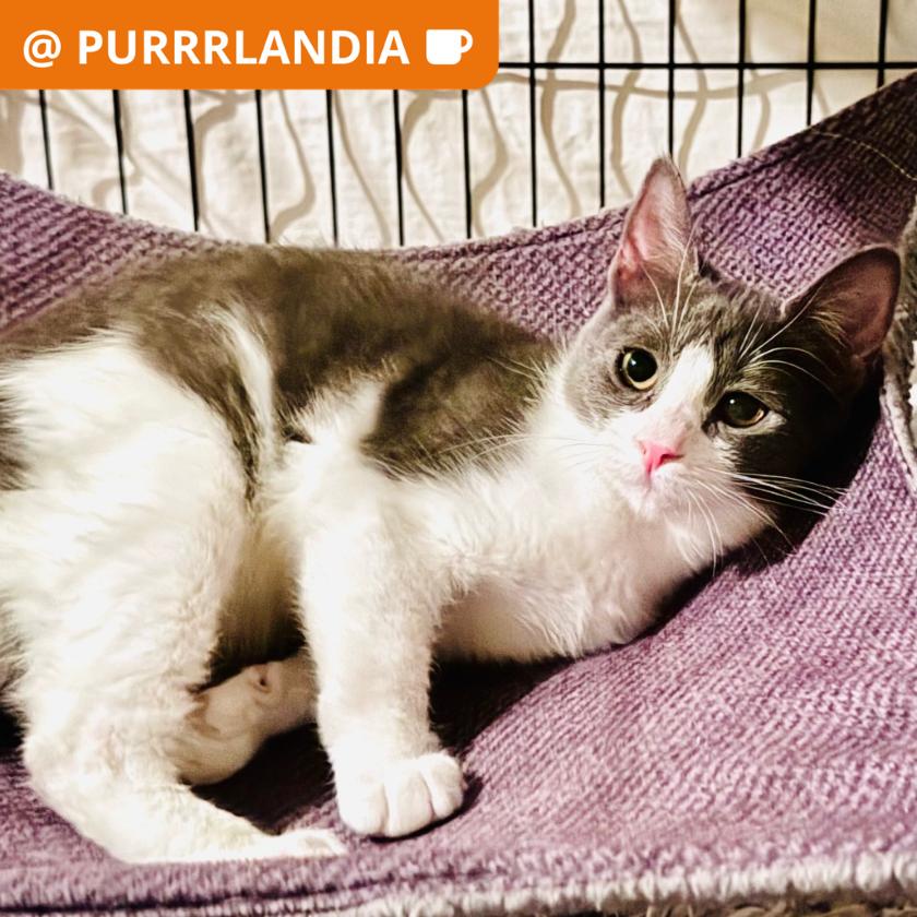 Gummy Bear, Adoptable, Young Female Domestic Short Hair.