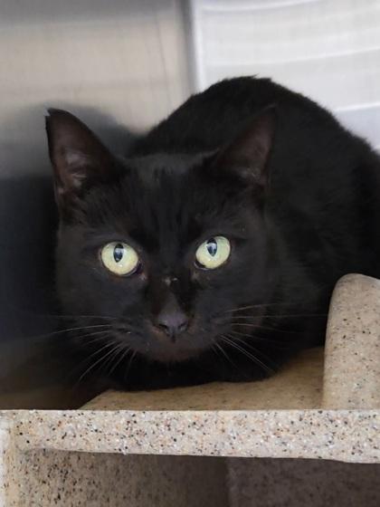 Enlarge Mimic, a Adoptable mixed breed in Chesapeake, VA image 1/1