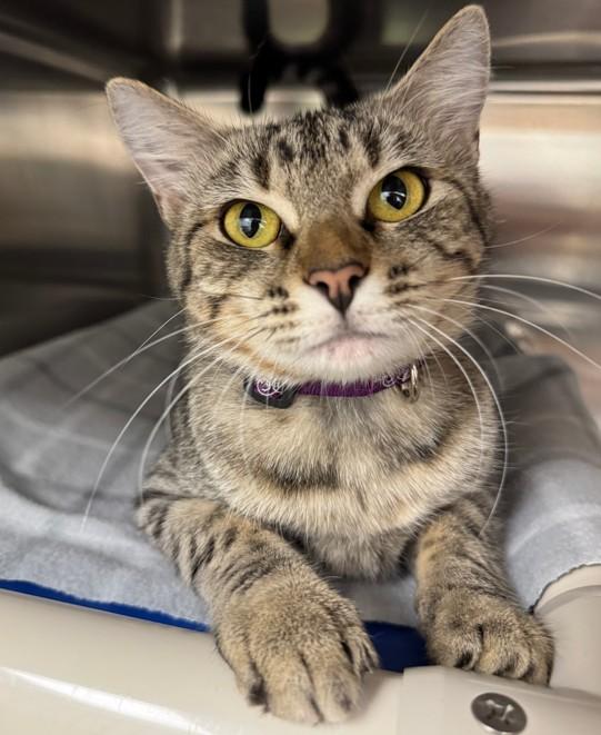 Enlarge Dorothy, a Adoptable Domestic Short Hair in Neosho, MO image 1/1