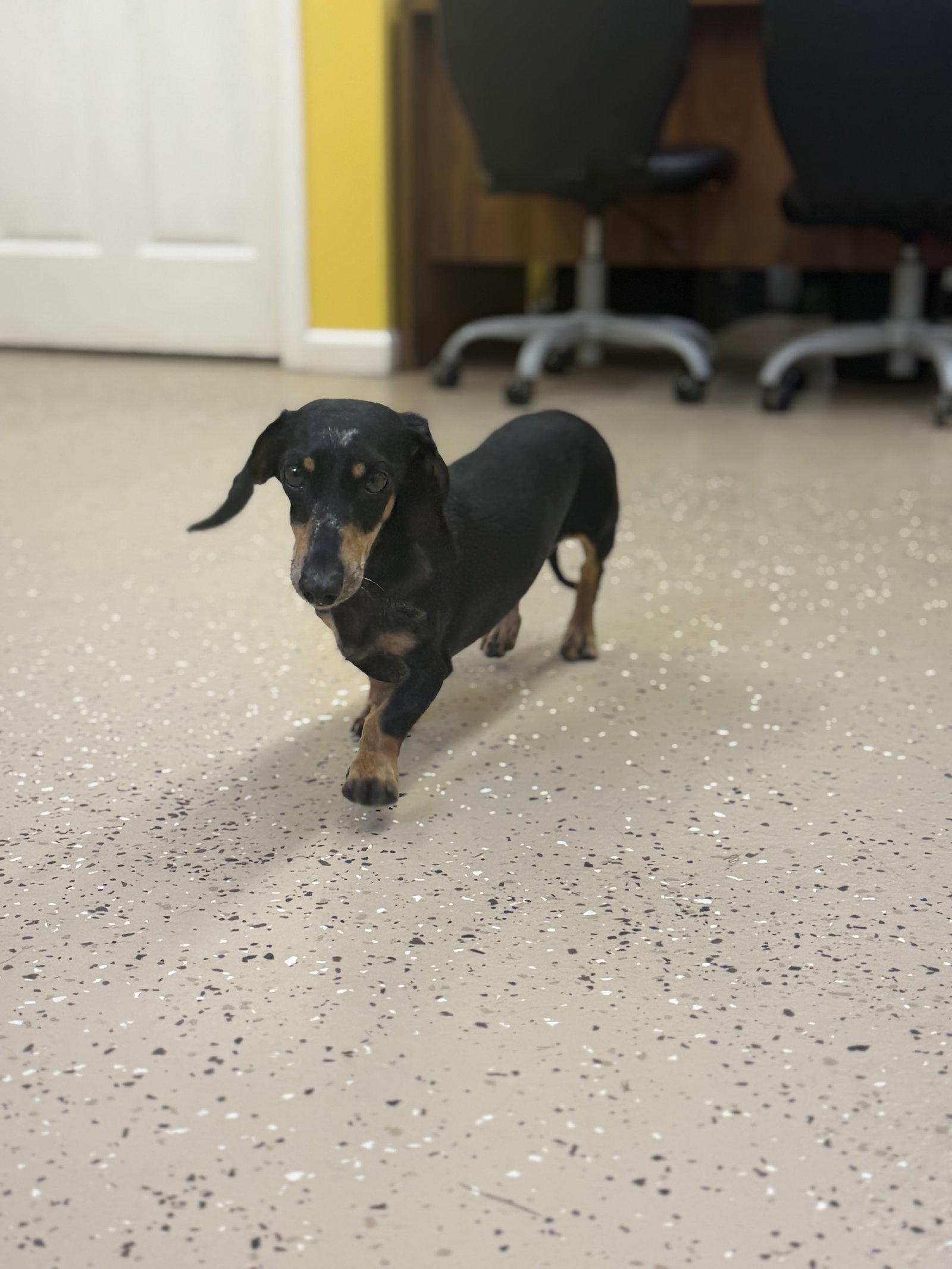 Boogie man, Adoptable, Young Male Dachshund.