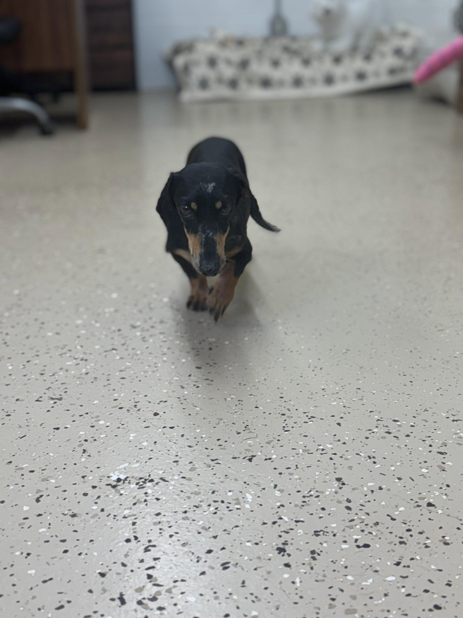 Enlarge Boogie man, a Adoptable Dachshund in York, SC image 2/2