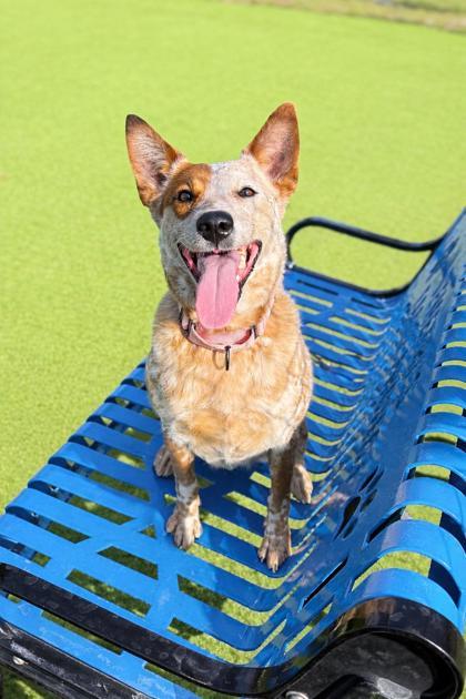 Bingo - 1, Adoptable, Adult Female Fox Terrier & Mixed Breed.