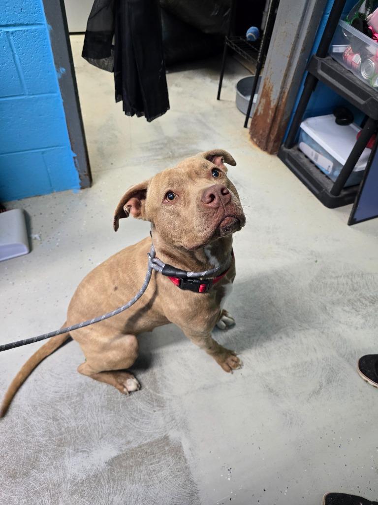 Ellie, Adoptable, Young Female Pit Bull Terrier.