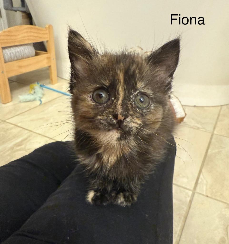Fiona Gallagher, Adopted, Kitten Female Domestic Short Hair.