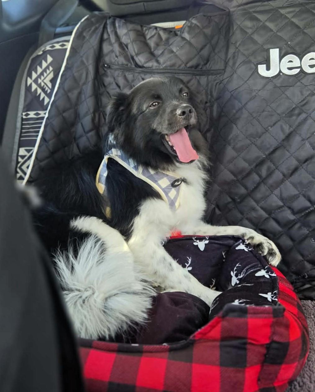 Enlarge Bandit, a ADOPTABLE Border Collie in Salt Lake City, UT image 2/5