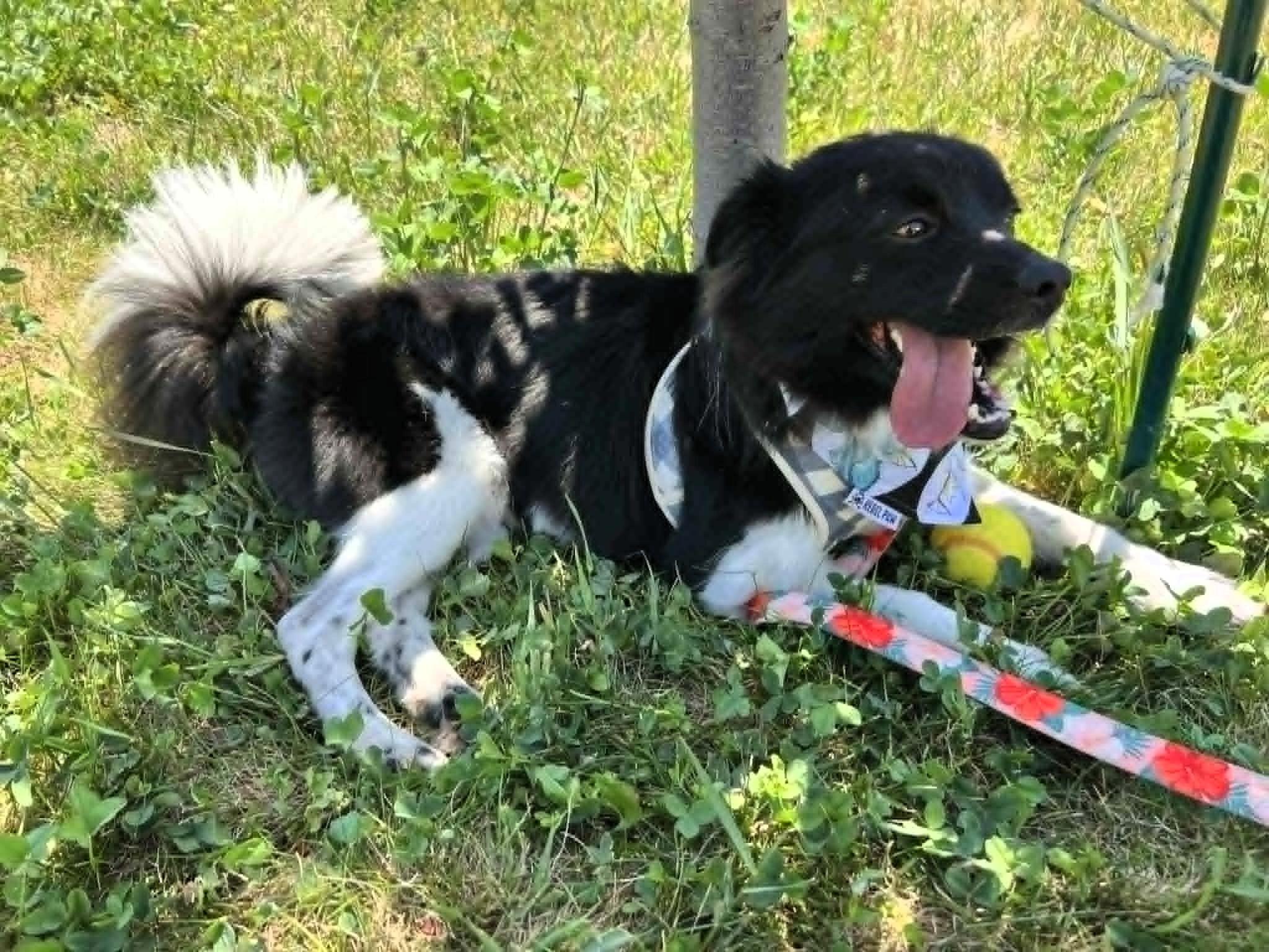 Enlarge Bandit, a ADOPTABLE Border Collie in Salt Lake City, UT image 4/5