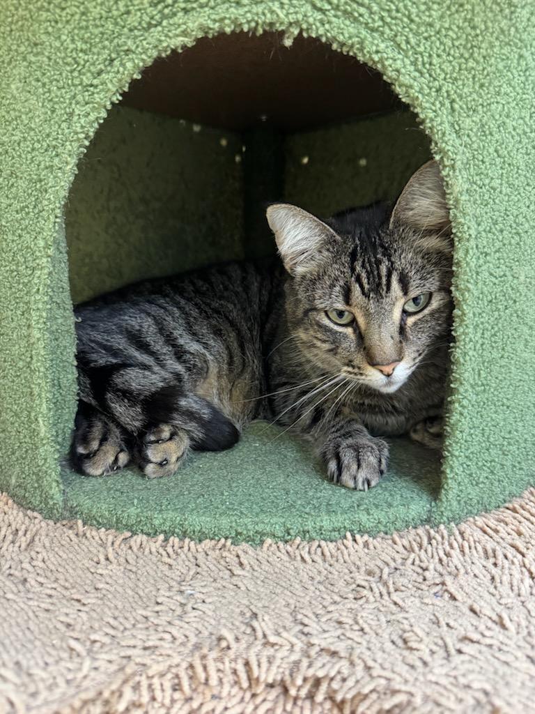 Sunday, ADOPTABLE, Adult Male Domestic Short Hair.