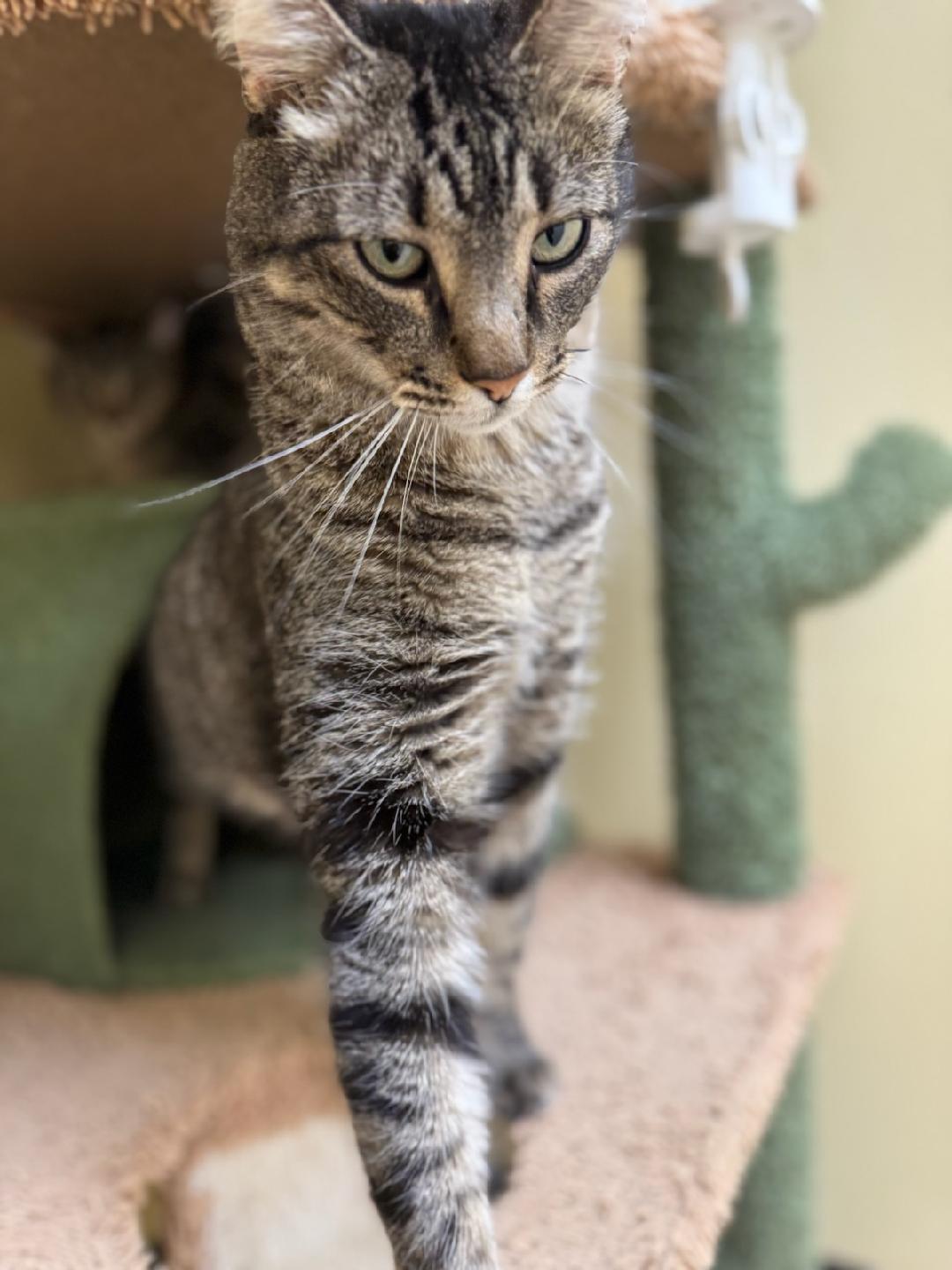 Enlarge Sunday, a ADOPTABLE Domestic Short Hair in Schertz, TX image 3/3