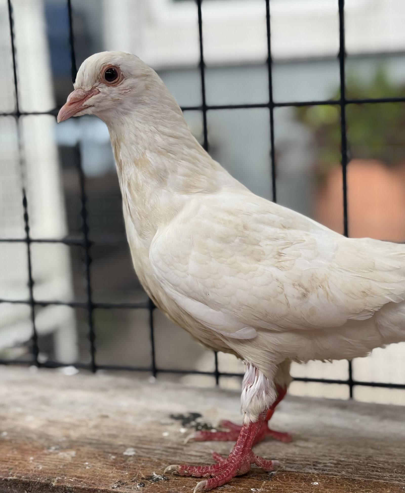 Enlarge Linguine, a Adoptable Pigeon in Oakland, CA image 1/1