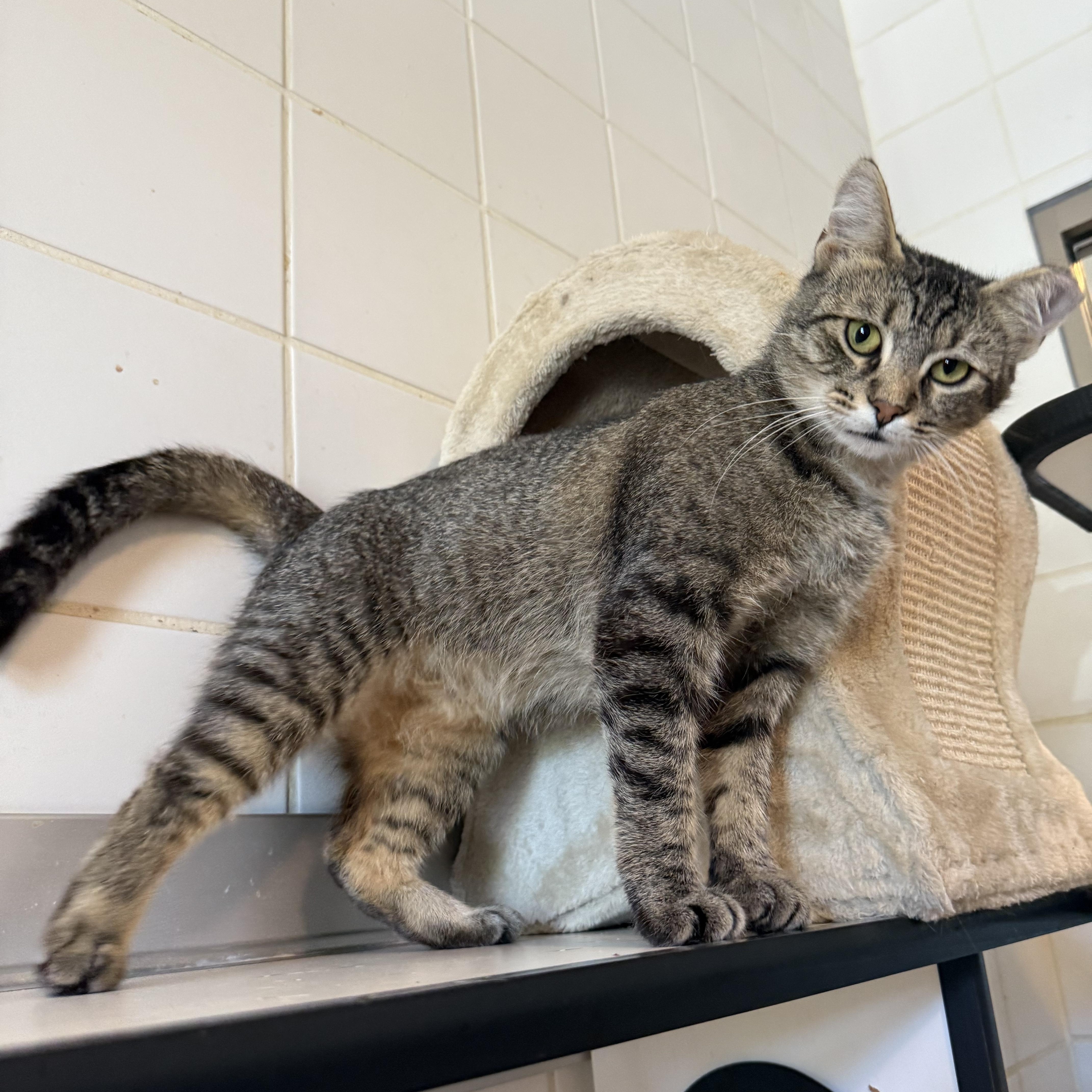 Soffit, Adult Female Domestic Short Hair