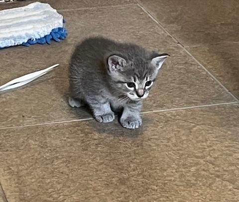 Solomon, adopted, Kitten Male American Shorthair & Domestic Short Hair.
