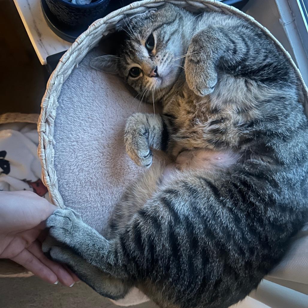 Emryn, Adoptable, Adult Female Domestic Short Hair.