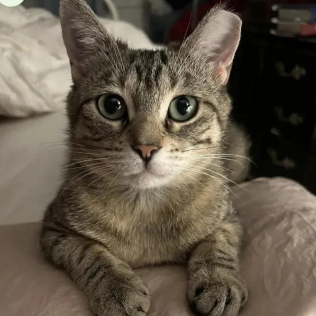 Enlarge Emryn, a Adoptable Domestic Short Hair in Inver Grove Heights, MN image 2/6