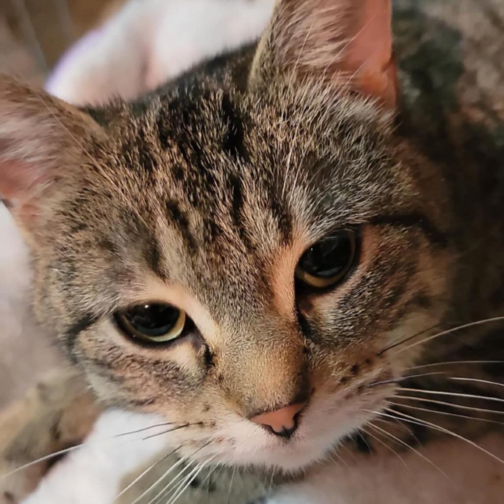 Enlarge Emryn, a Adoptable Domestic Short Hair in Inver Grove Heights, MN image 3/6