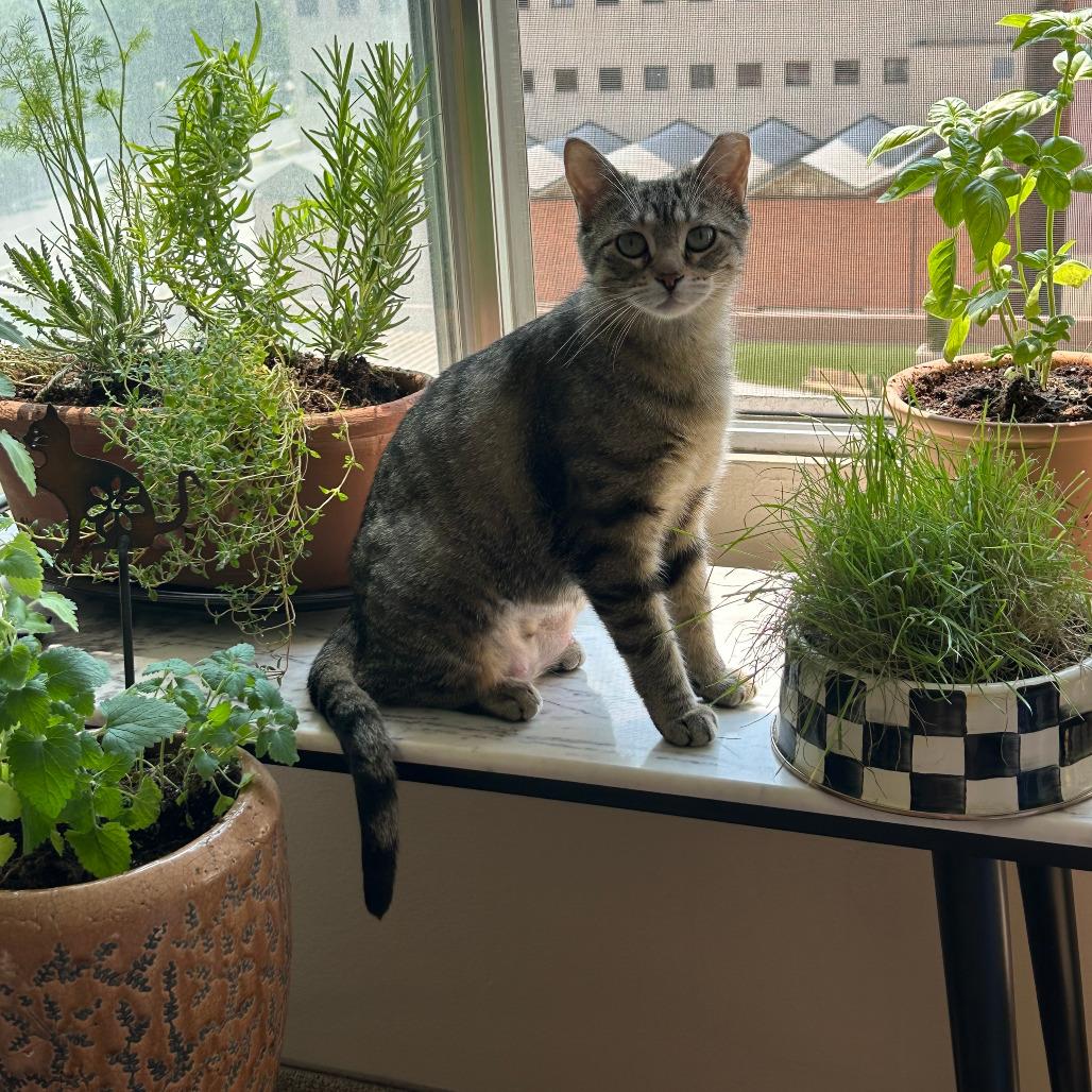 Enlarge Emryn, a Adoptable Domestic Short Hair in Inver Grove Heights, MN image 4/6