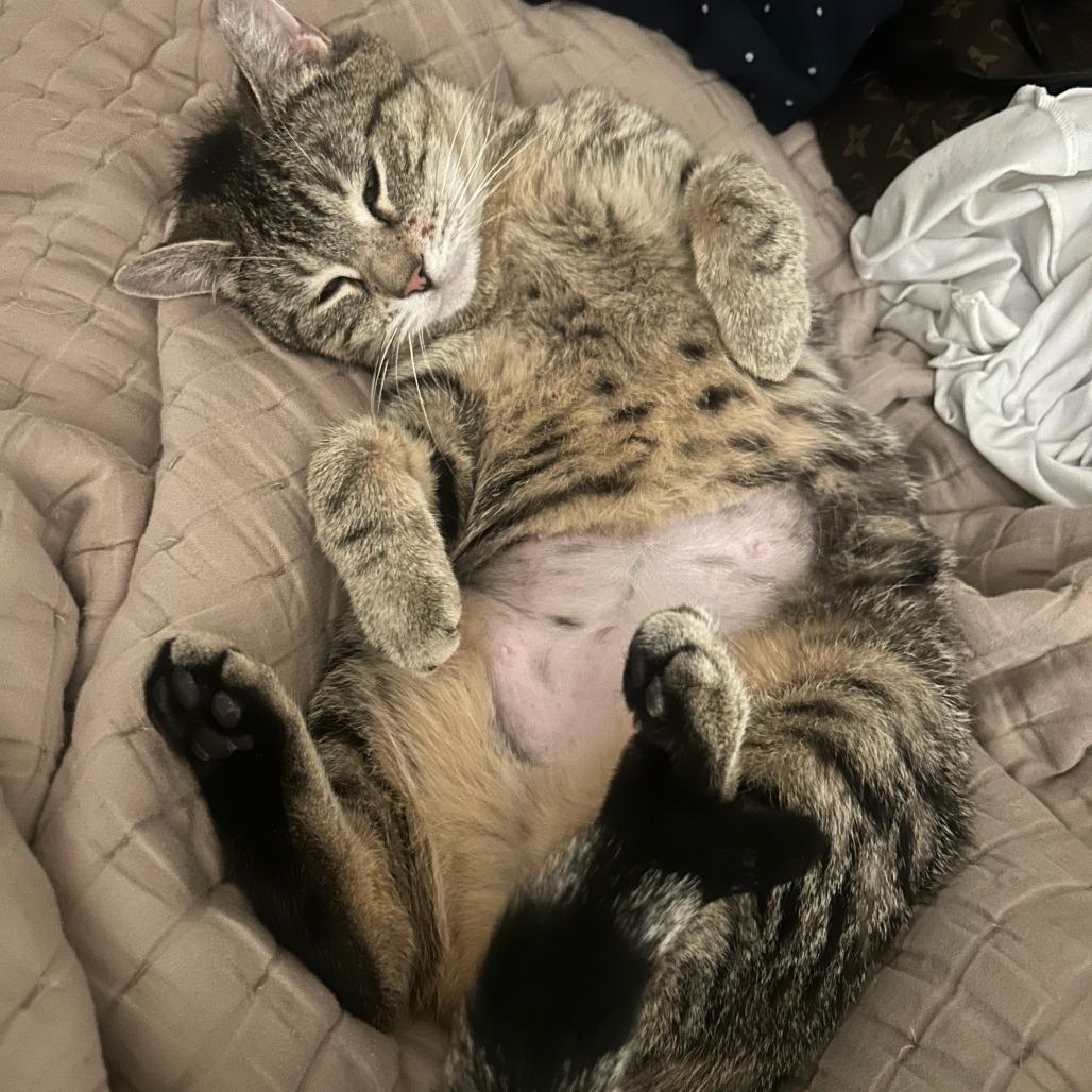 Enlarge Emryn, a Adoptable Domestic Short Hair in Inver Grove Heights, MN image 5/6