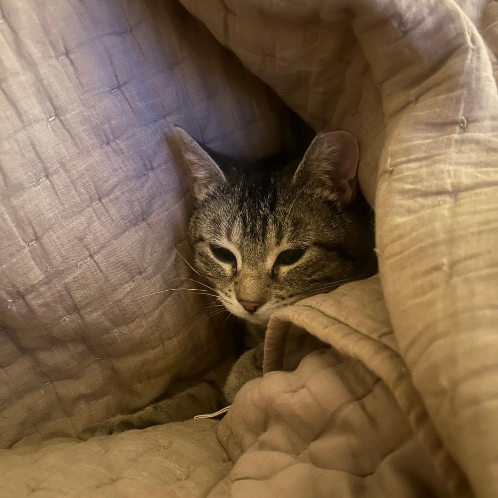 Enlarge Emryn, a Adoptable Domestic Short Hair in Inver Grove Heights, MN image 6/6