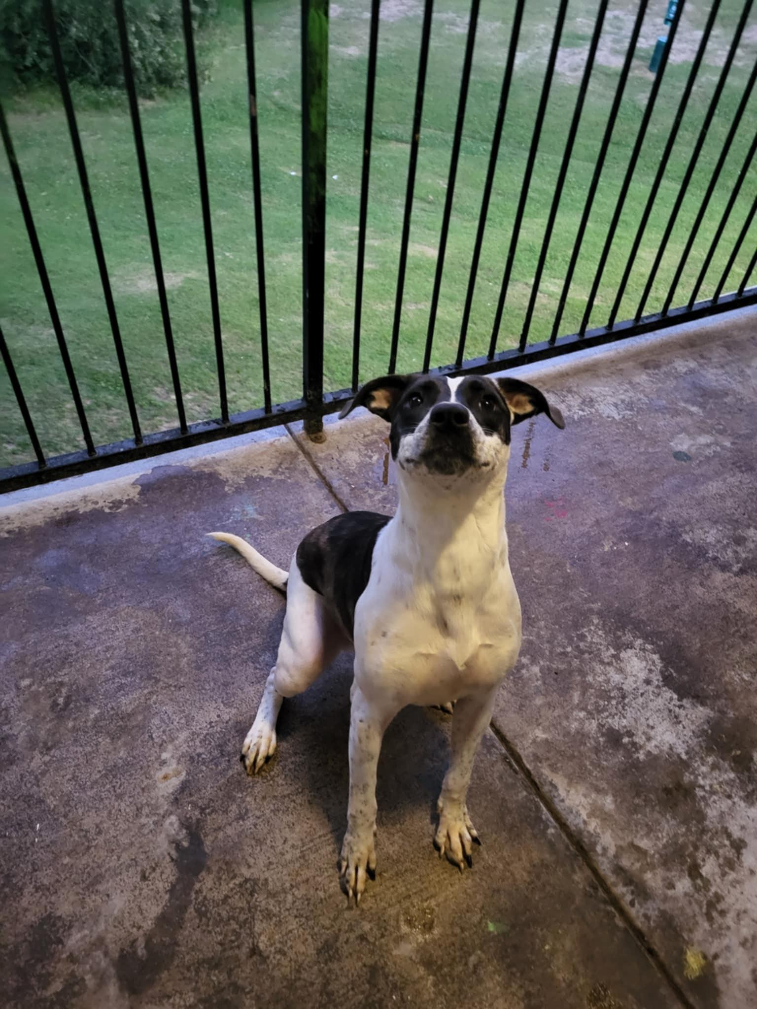 Mav, Young Male Mixed Breed