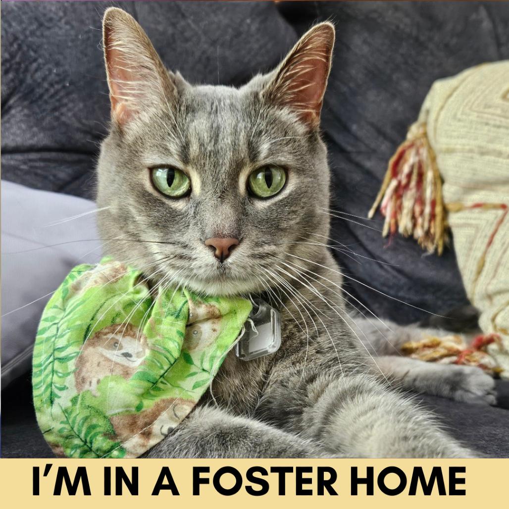 Enlarge Maggie, a Adoptable Domestic Short Hair in Lakewood, CO image 1/6