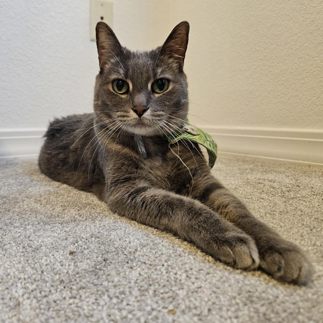 Enlarge Maggie, a Adoptable Domestic Short Hair in Lakewood, CO image 2/6