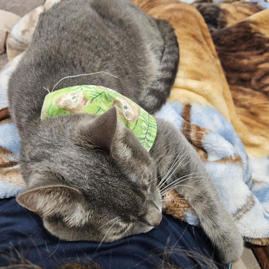 Enlarge Maggie, a Adoptable Domestic Short Hair in Lakewood, CO image 4/6