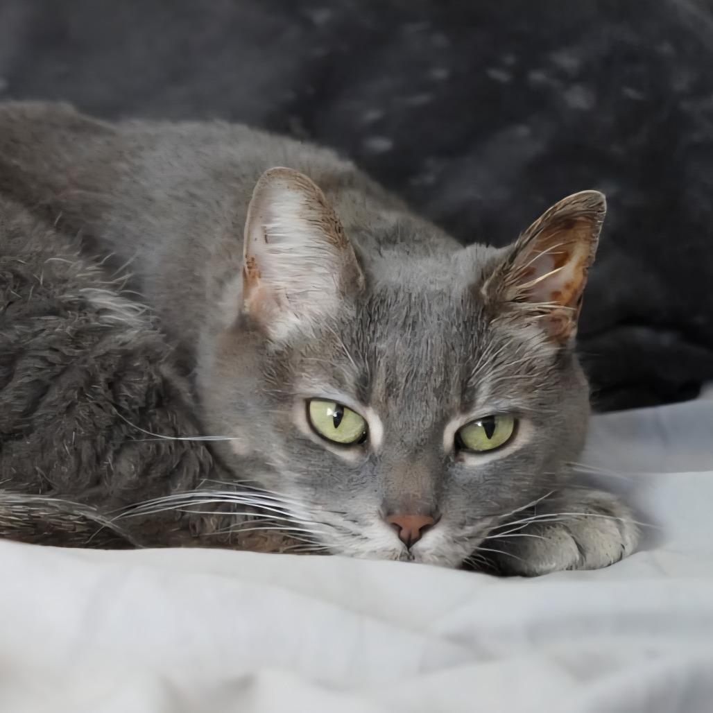 Enlarge Maggie, a Adoptable Domestic Short Hair in Lakewood, CO image 6/6