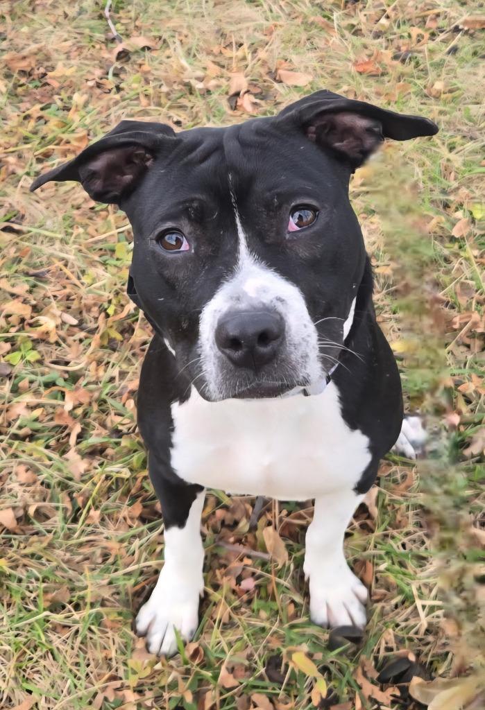 Birdie, Adoptable, Young Female Boston Terrier & Terrier.