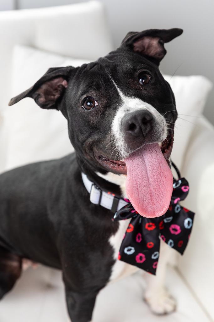 Birdie, Adoptable, Young Female Boston Terrier & Terrier.