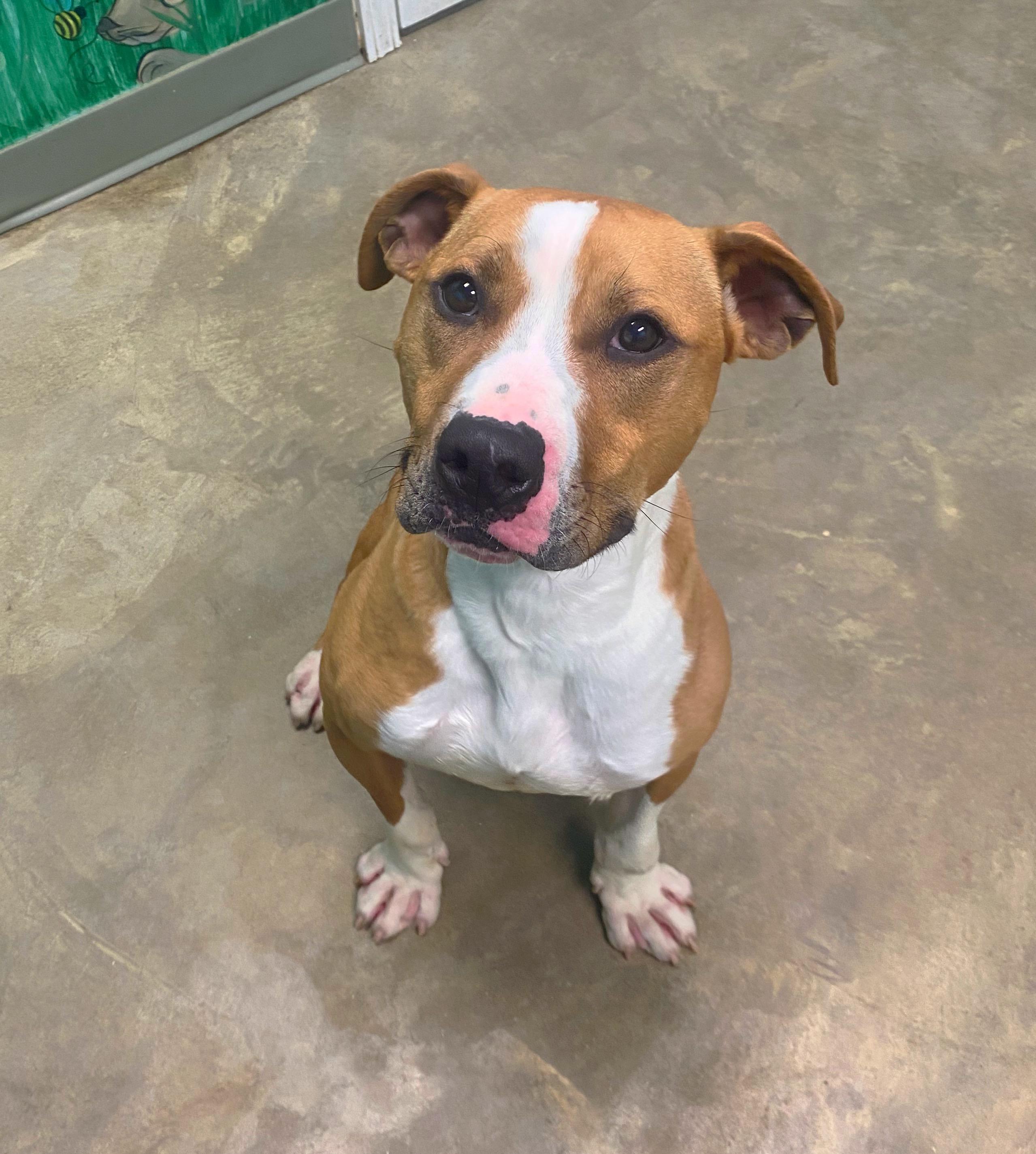 Enlarge Joey, a Adoptable mixed breed in Godfrey, IL image 1/1