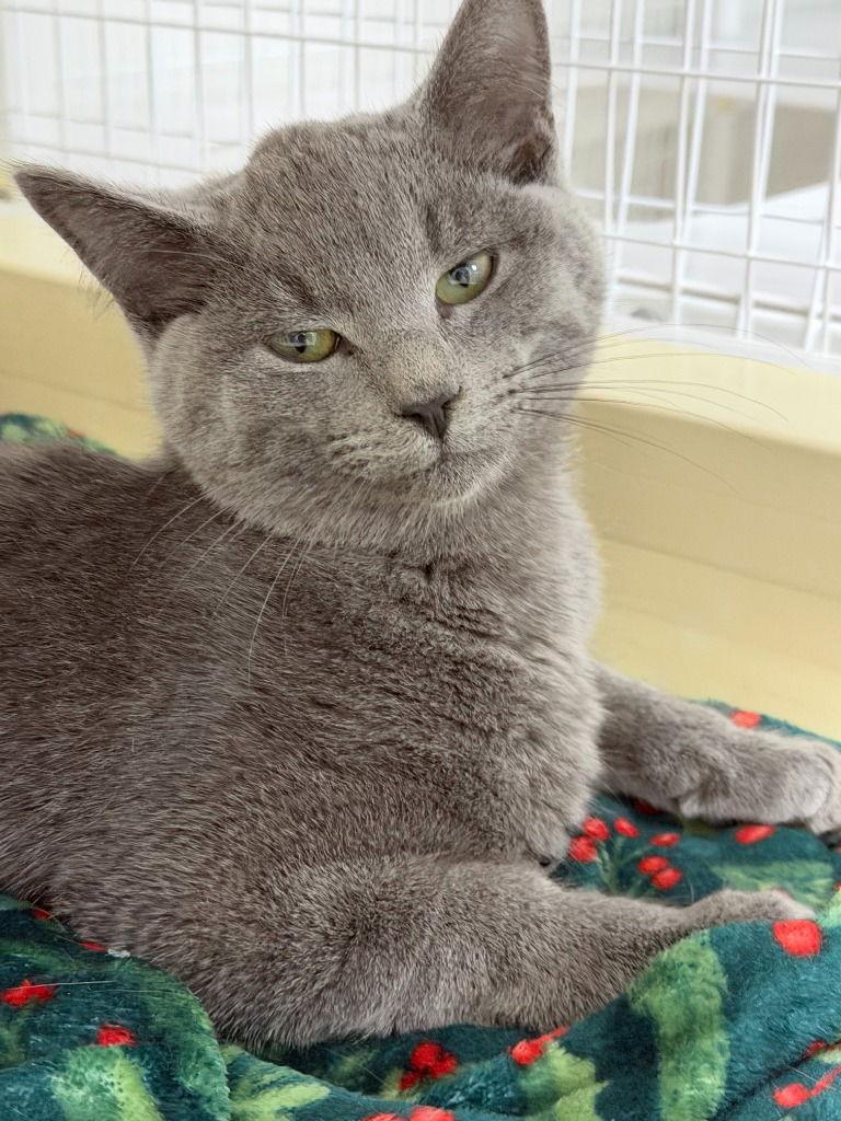 Sterling, Adoptable, Kitten Male Domestic Short Hair.