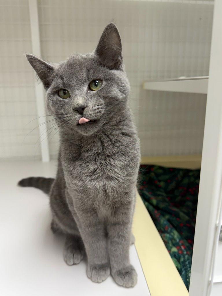 Enlarge Sterling, a Adoptable Domestic Short Hair in St. Helens, OR image 2/2