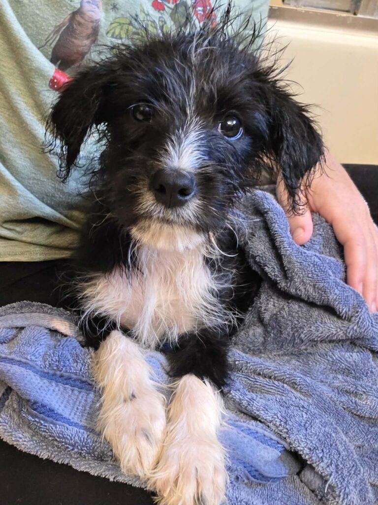 Gru, ADOPTABLE, Puppy Male Terrier.
