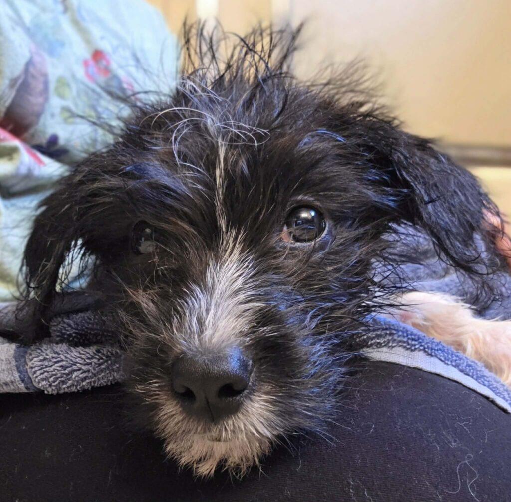 Gru, a ADOPTABLE mixed breed in Red Hook, NY image 2/4