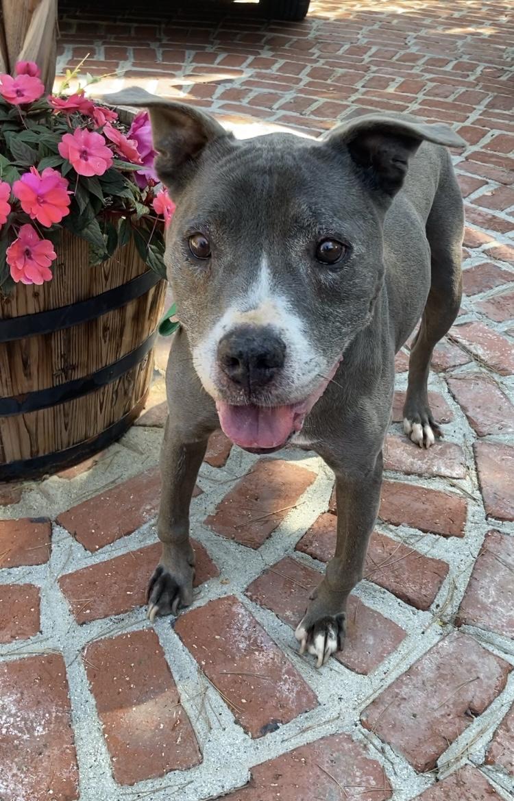 Angel, Adoptable, Senior Male Pit Bull Terrier.