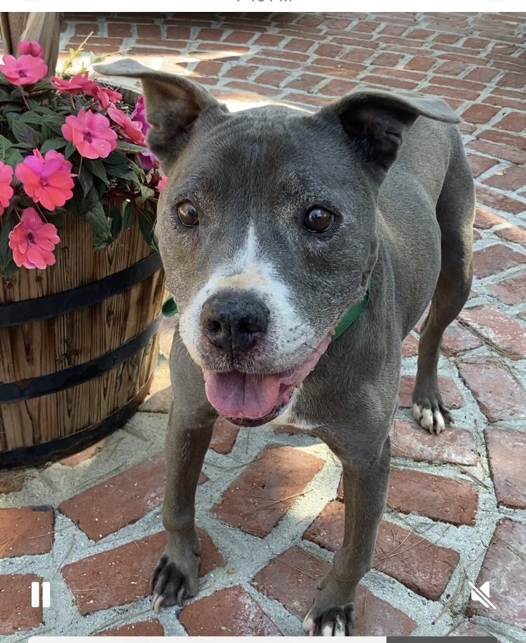 Angel, a Adoptable mixed breed in Beverly Hills, CA image 2/2