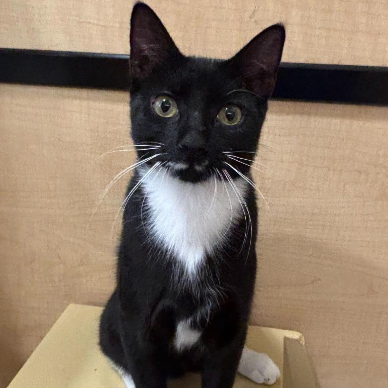 Enlarge Buster, a Adoptable American Shorthair in Oceanside, NY image 2/2