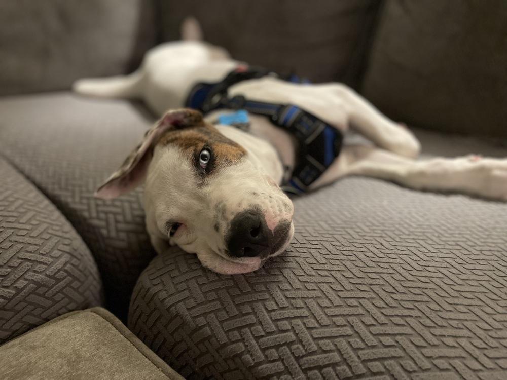 Snoops, Adoptable, Puppy Male Mixed Breed.
