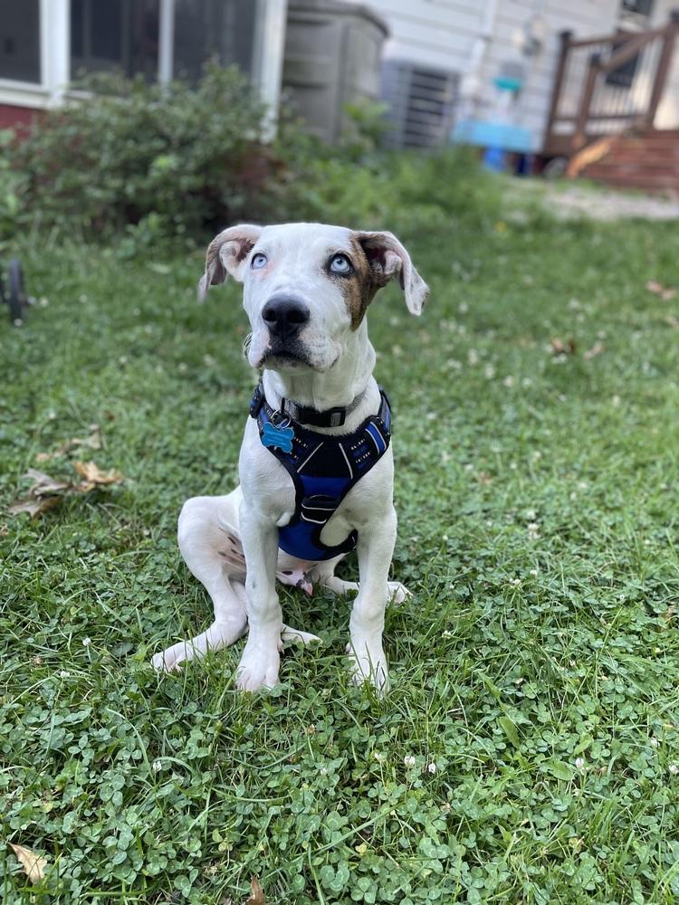 Snoops, a Adoptable mixed breed in Waunakee, WI image 2/6