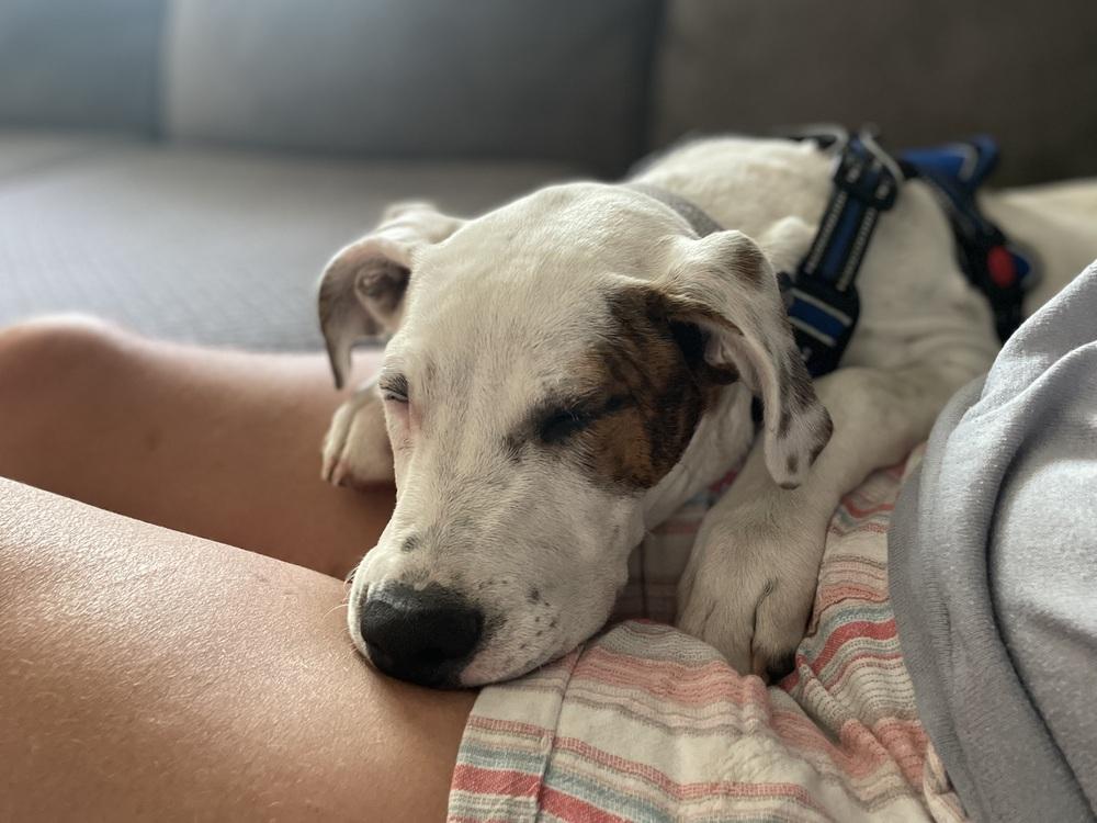 Snoops, a Adoptable mixed breed in Waunakee, WI image 3/6