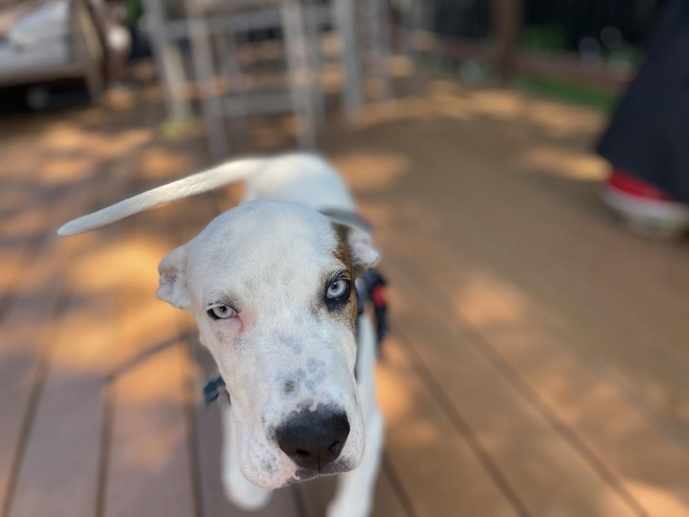 Snoops, a Adoptable mixed breed in Waunakee, WI image 6/6