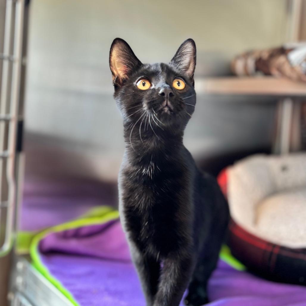 Miss Dolly, Adoptable, Young Female Domestic Short Hair.