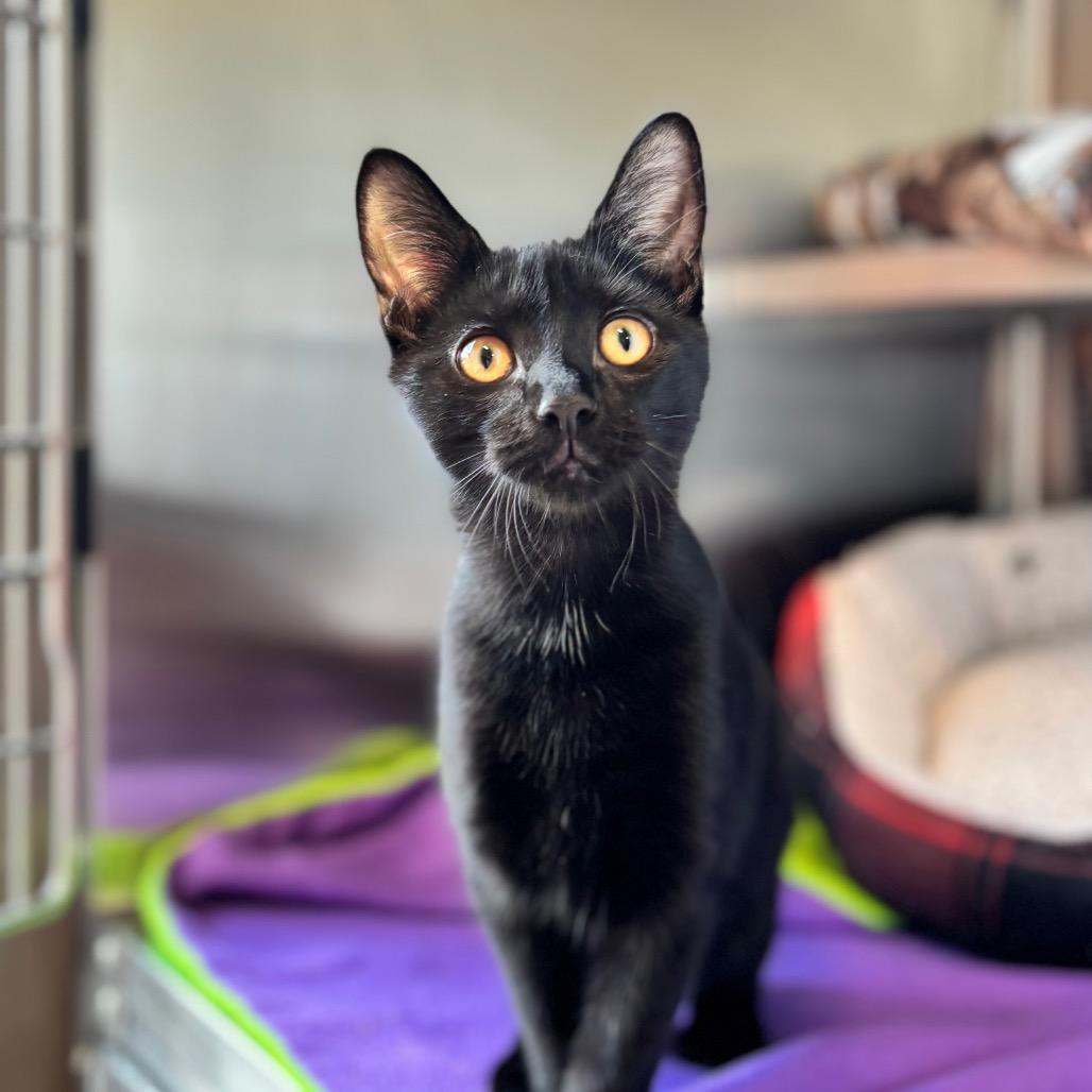 Enlarge Miss Dolly, a Adoptable Domestic Short Hair in Nashville, IN image 2/5