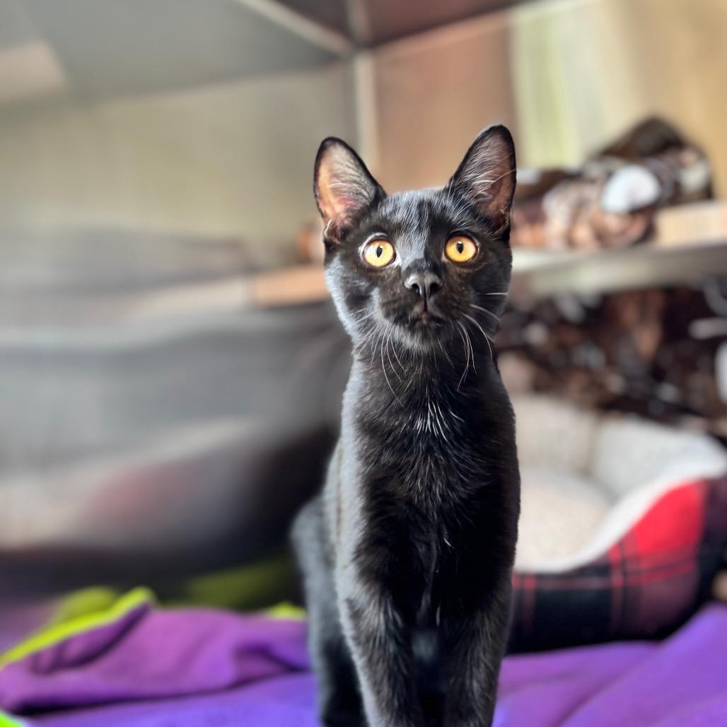 Enlarge Miss Dolly, a Adoptable Domestic Short Hair in Nashville, IN image 3/5