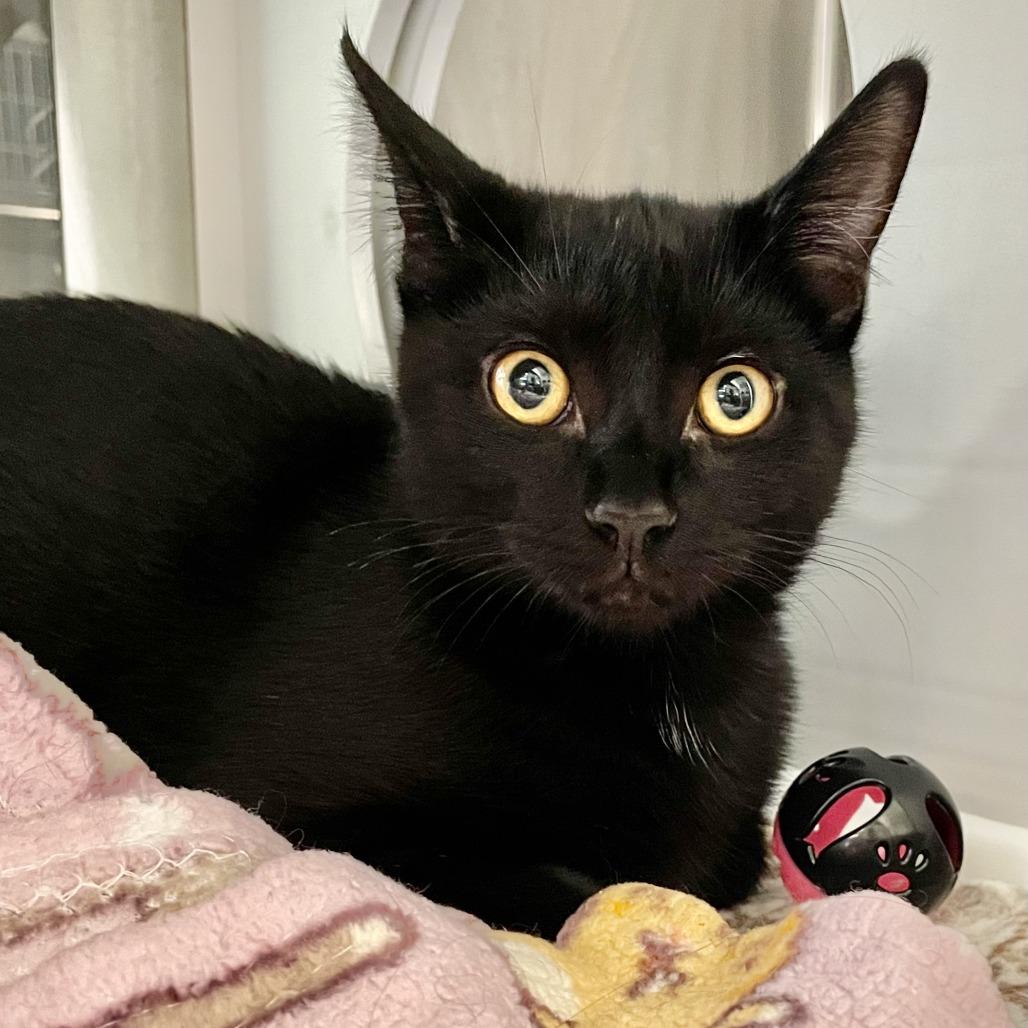 Enlarge Miss Dolly, a Adoptable Domestic Short Hair in Nashville, IN image 4/5