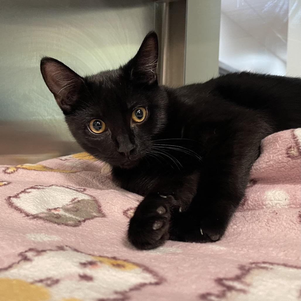 Enlarge Miss Dolly, a Adoptable Domestic Short Hair in Nashville, IN image 5/5