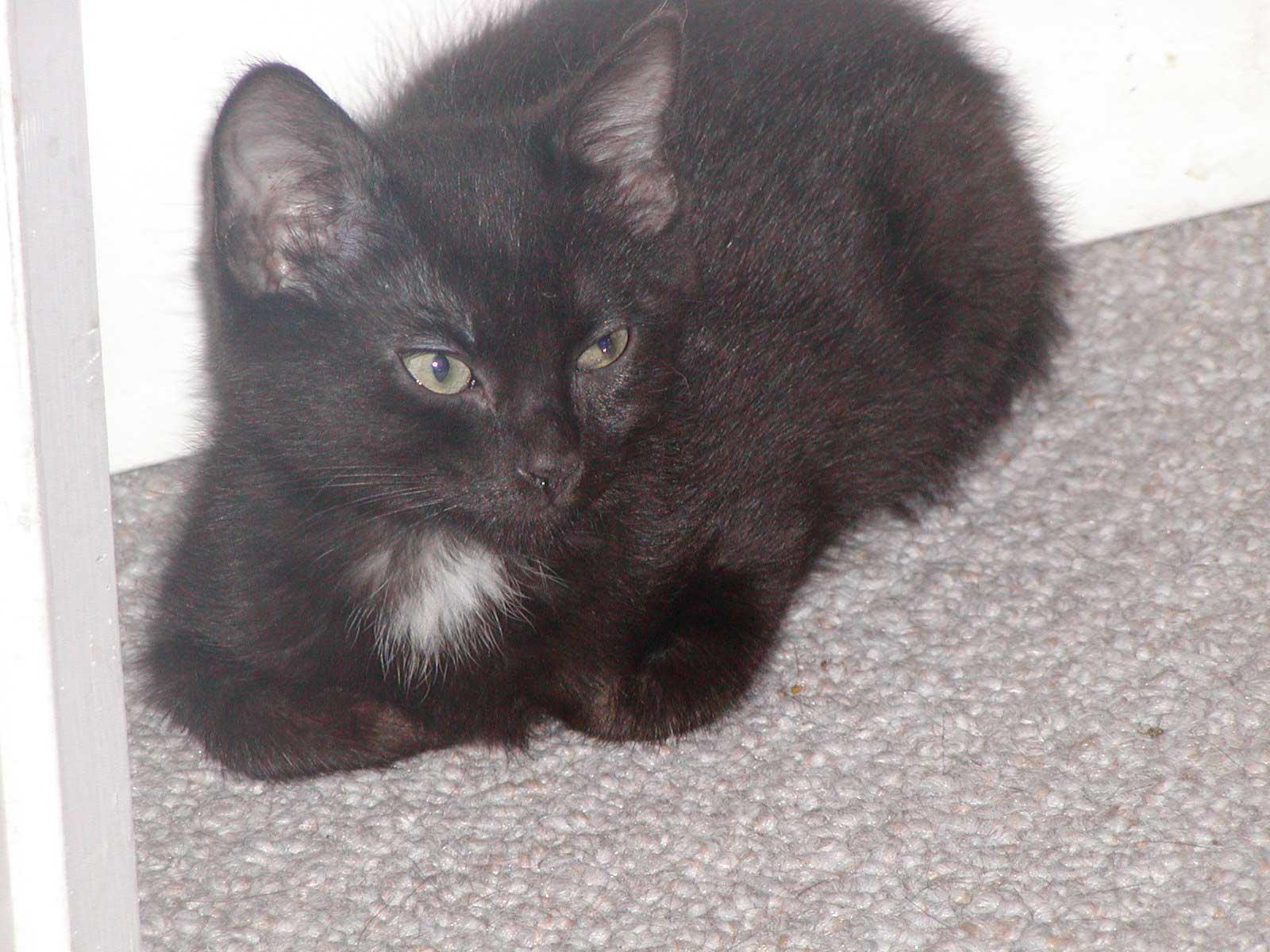 Luna, a Adoptable Domestic Short Hair in Allentown, PA image 2/3