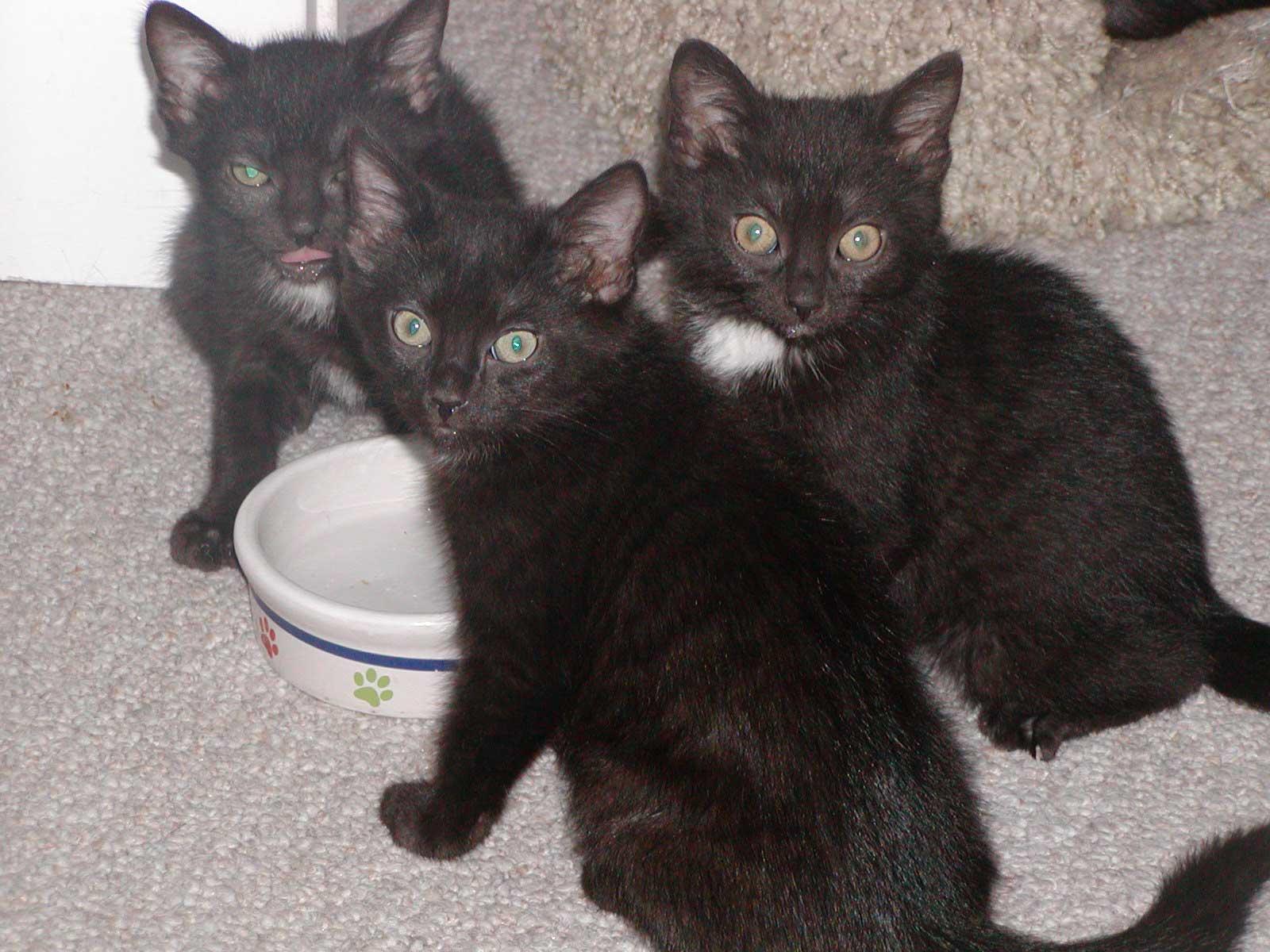 Luna, a Adoptable Domestic Short Hair in Allentown, PA image 3/3